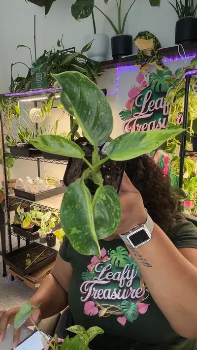 plant/LT180 Philo Jose Bueno-0-thumbnail