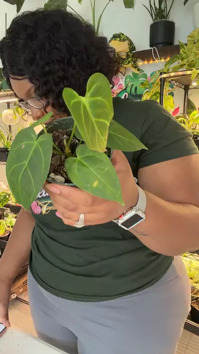 plant/LT190 Anth CRYSTALLIANUM x Portillae-0-thumbnail