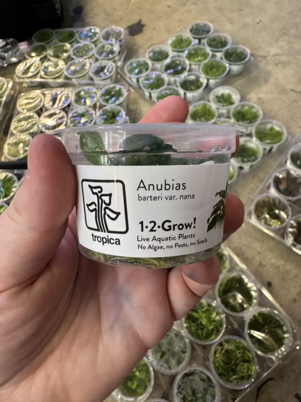 plant/anubias barteri var nana-0