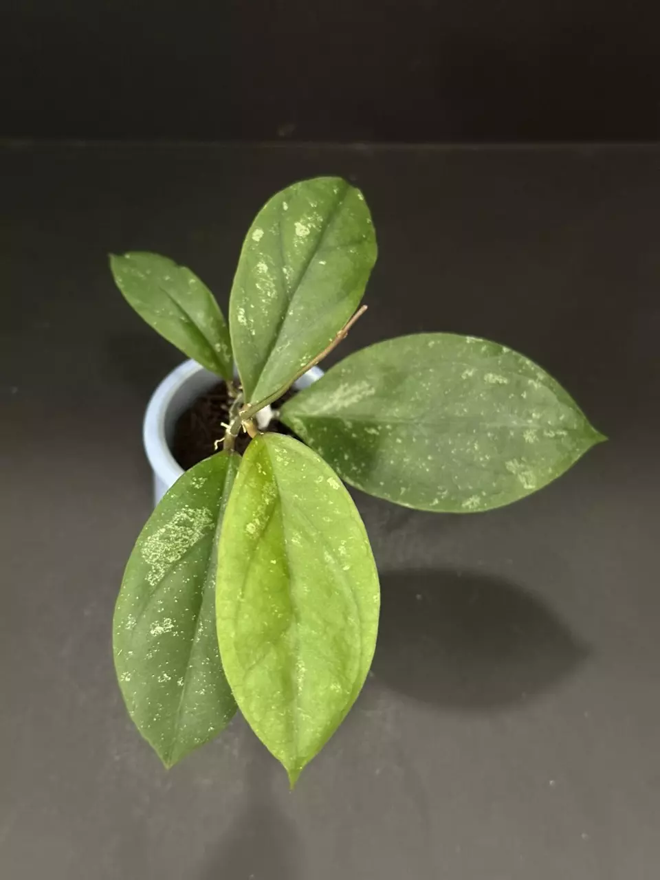 plant/1676 Hoya GEH2302-17 ('Swiffer's Dream' x 'Chicken Farm')-0