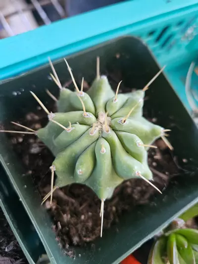 plant/blue barrel ferocactus-0-thumbnail