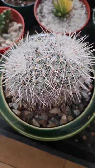 plant/owl eye dichot-0-thumbnail