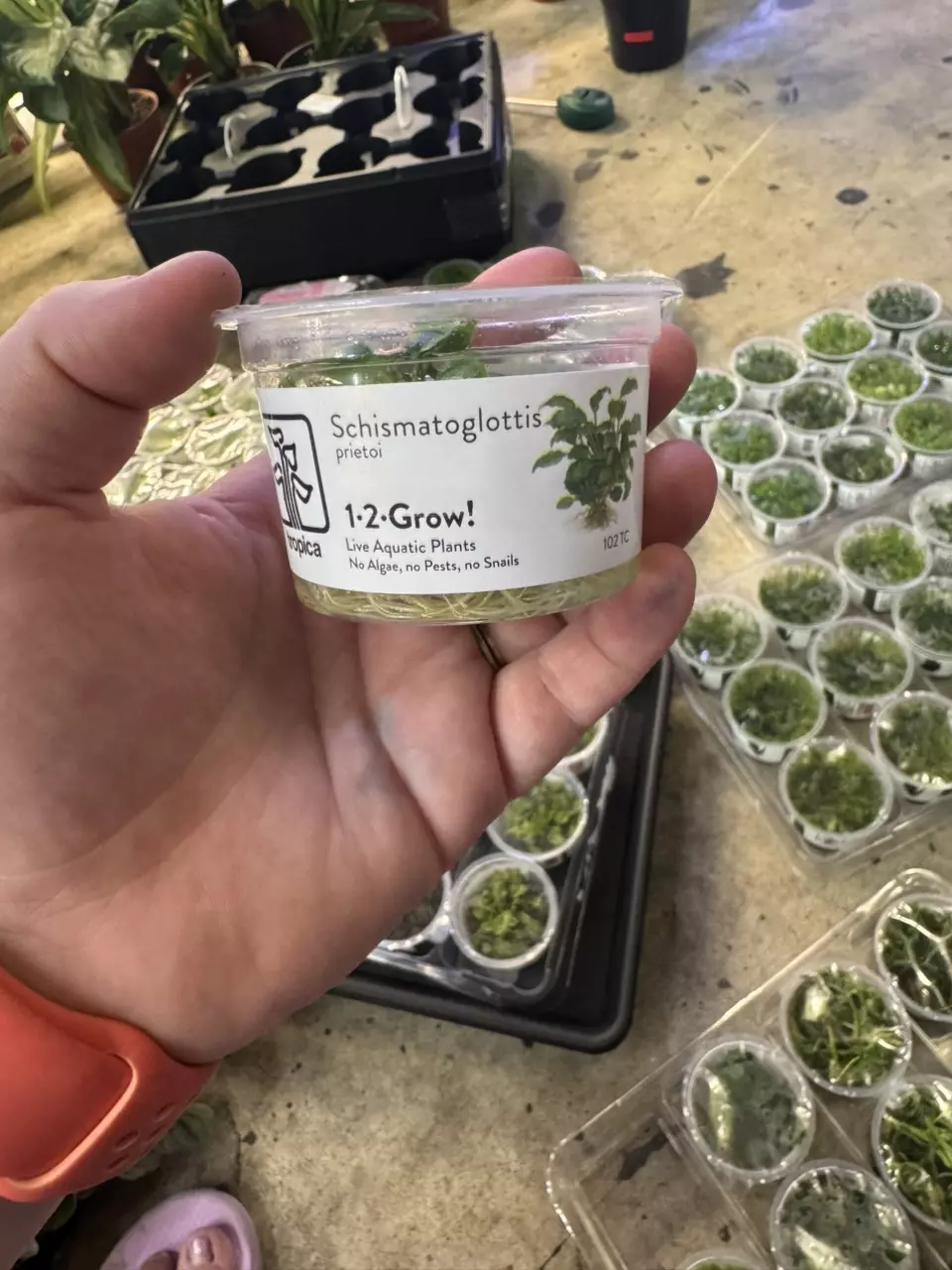 plant/schismatoglottis TC-0