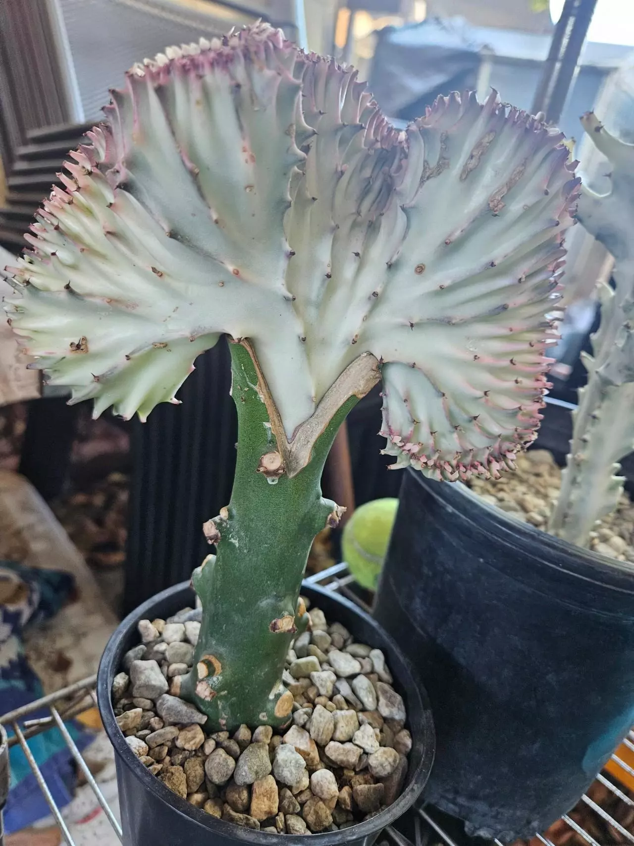 plant/Mermaid tail (coral cactus)-0