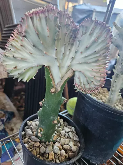 plant/Mermaid tail (coral cactus)-0-thumbnail