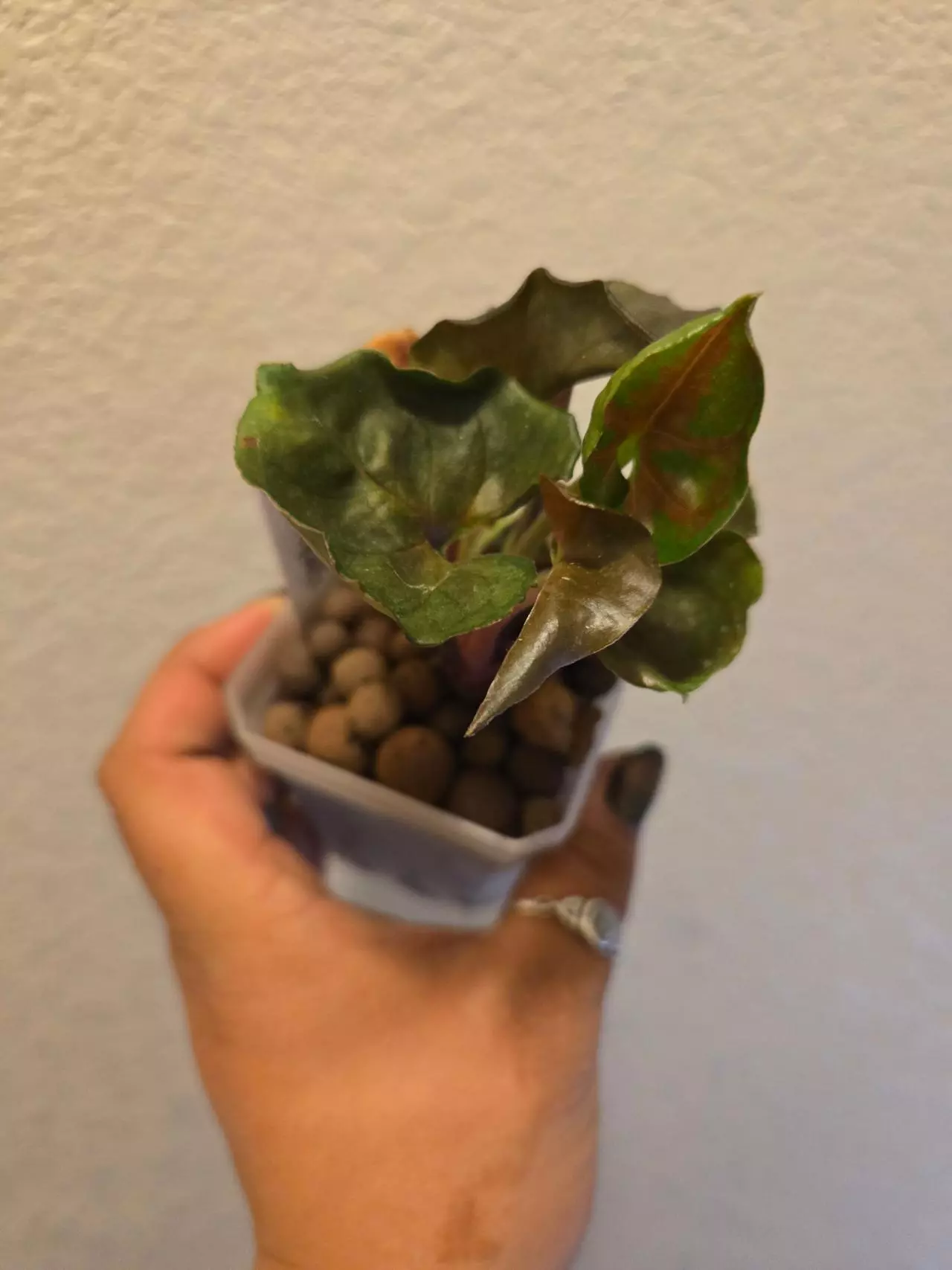 plant/syngonium strawberry ice #5-0