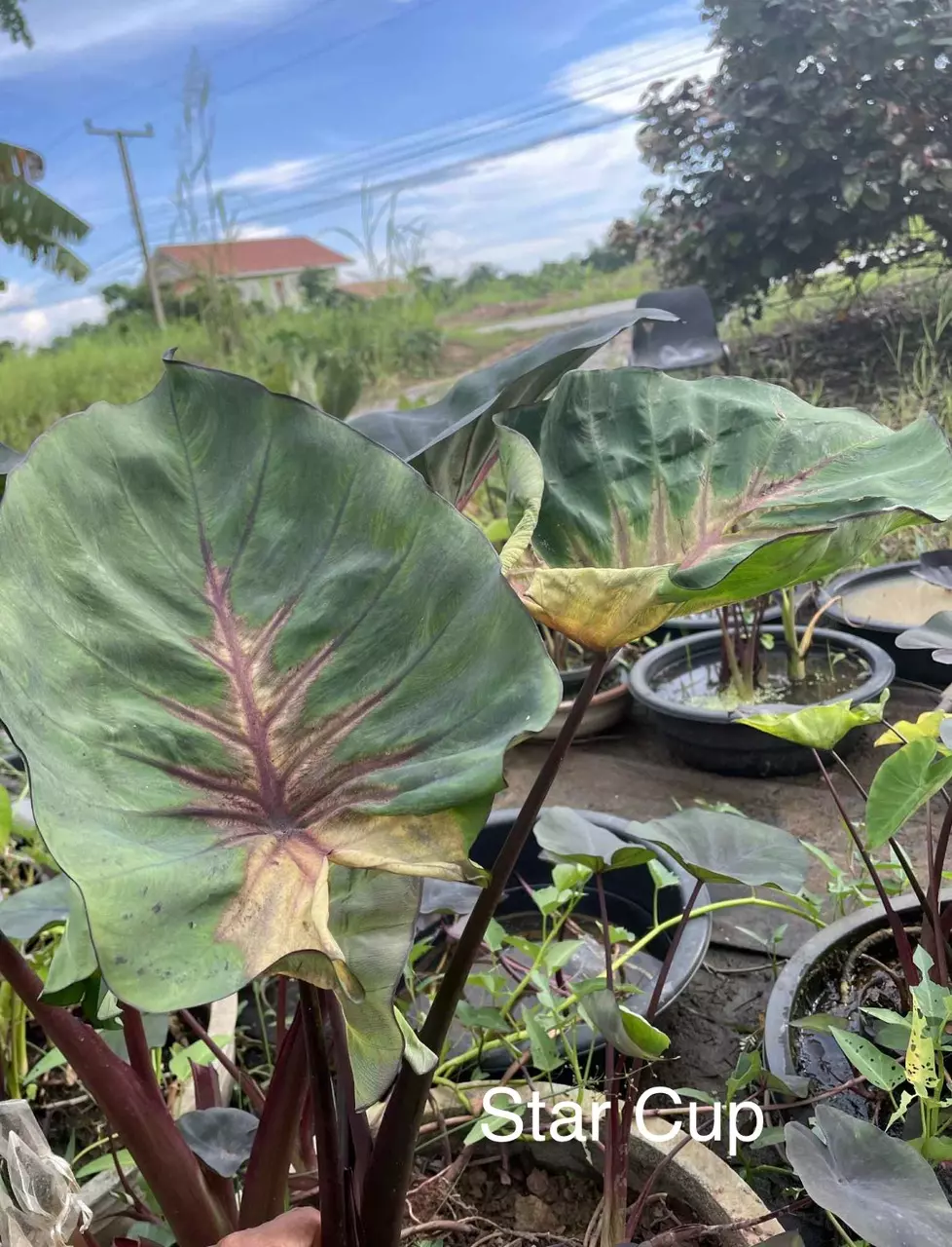 plant/Star cup fresh import Colo-0
