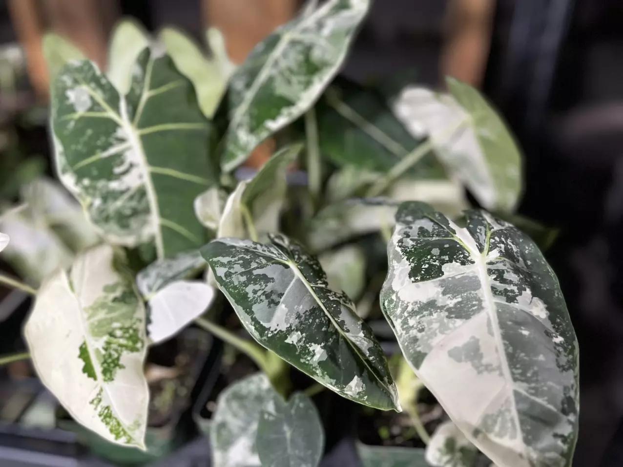 plant/alocasia Frydek variegated-0