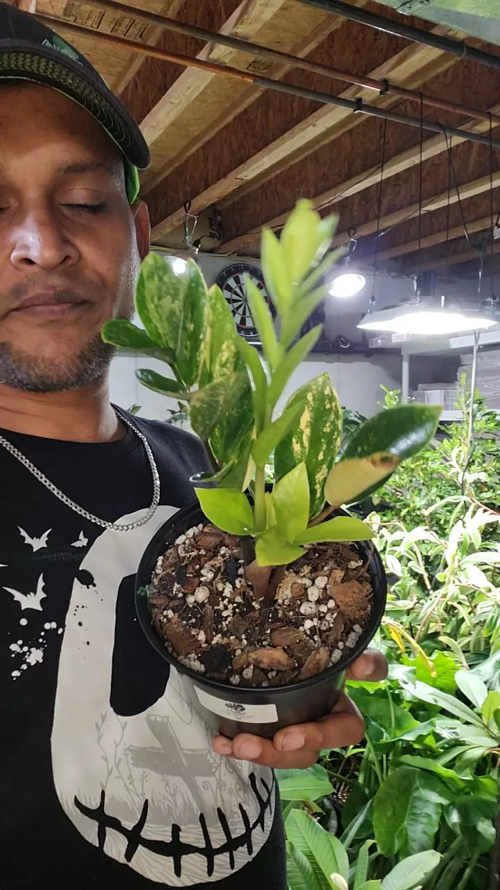 plant/var zz bush-alot of greens and aurea-0