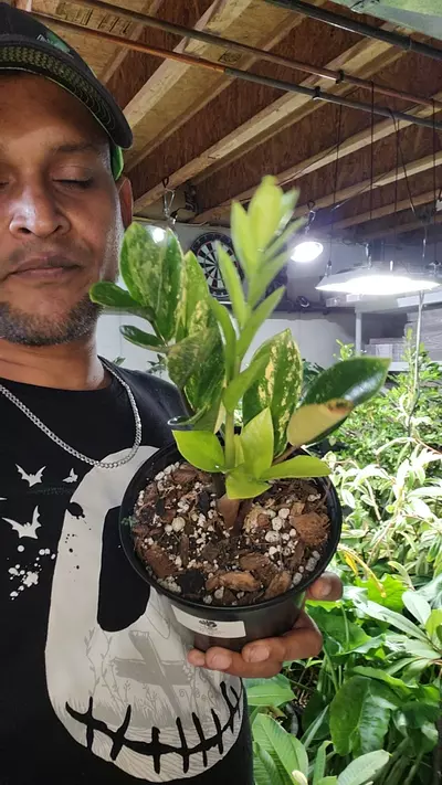 plant/var zz bush-alot of greens and aurea-0-thumbnail