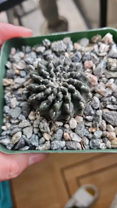 plant/eriosyce occulta-0-thumbnail