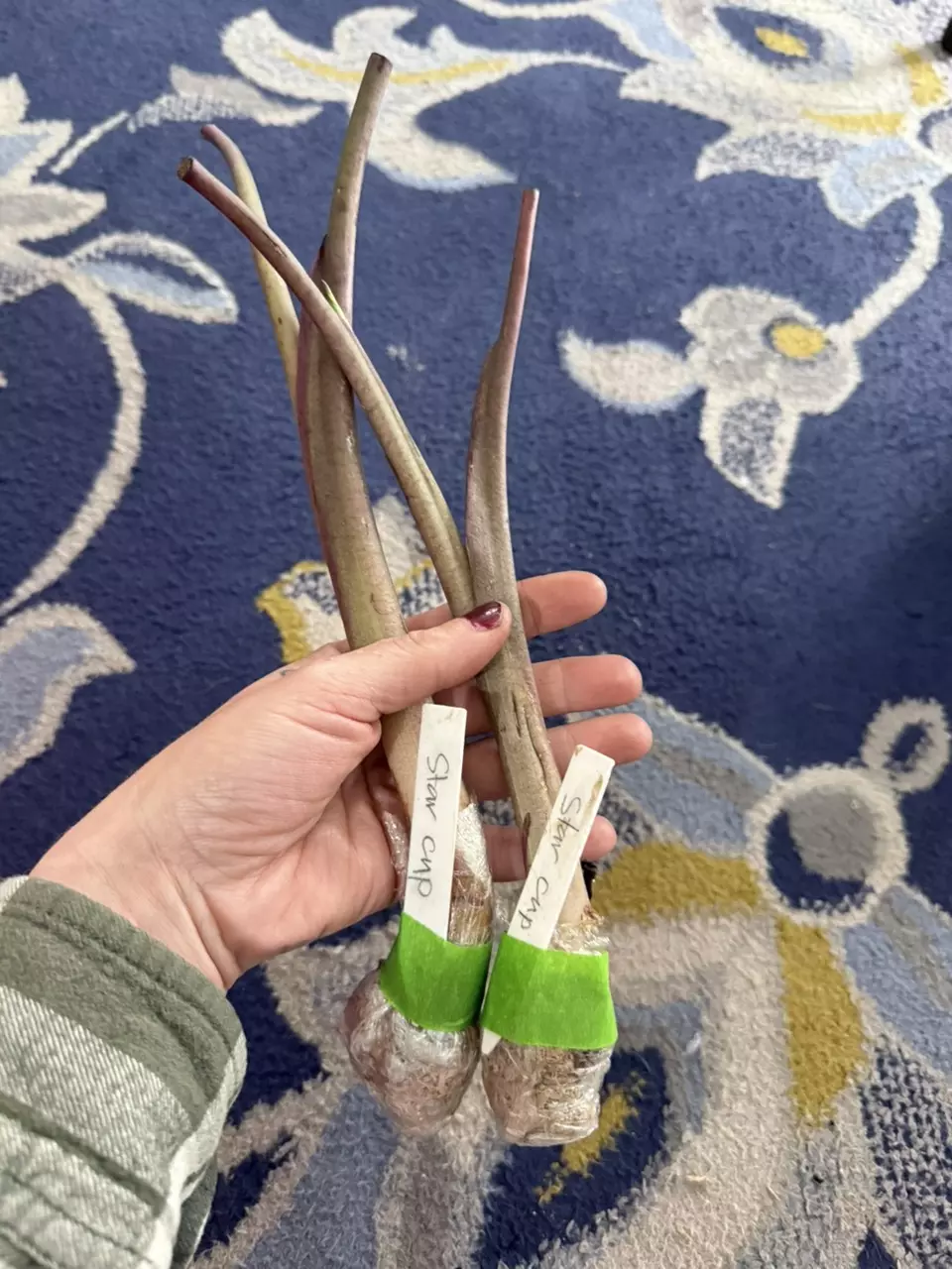 plant/Star cup fresh import Colo-1