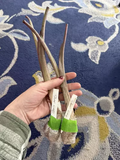 plant/Star cup fresh import Colo-1-thumbnail