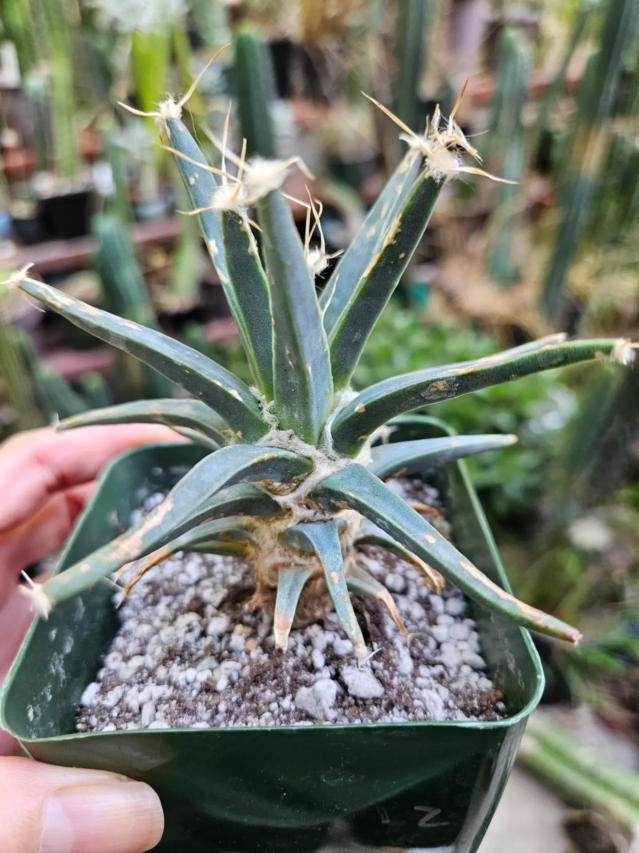 plant/leuctenbergia principis-0