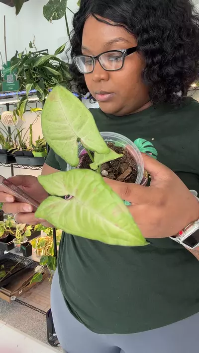 plant/LT316 Syngonium Milk Confetti-0-thumbnail