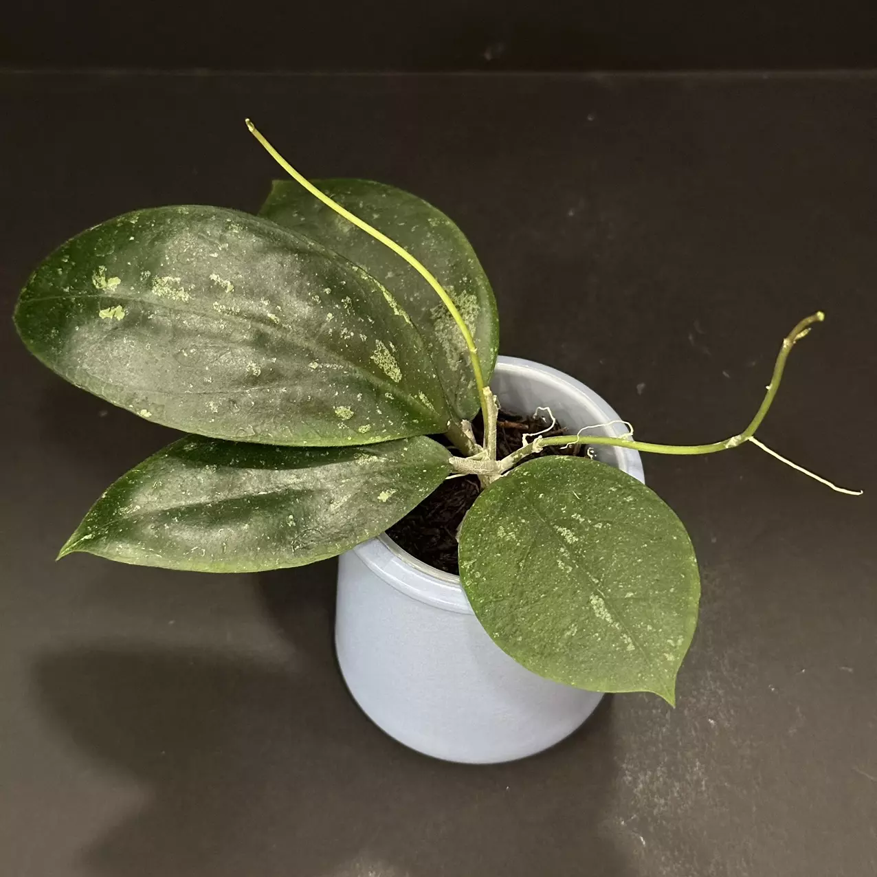 plant/1678 Hoya GEH2302-24 ('Swiffer's Dream' x 'Chicken Farm')-0