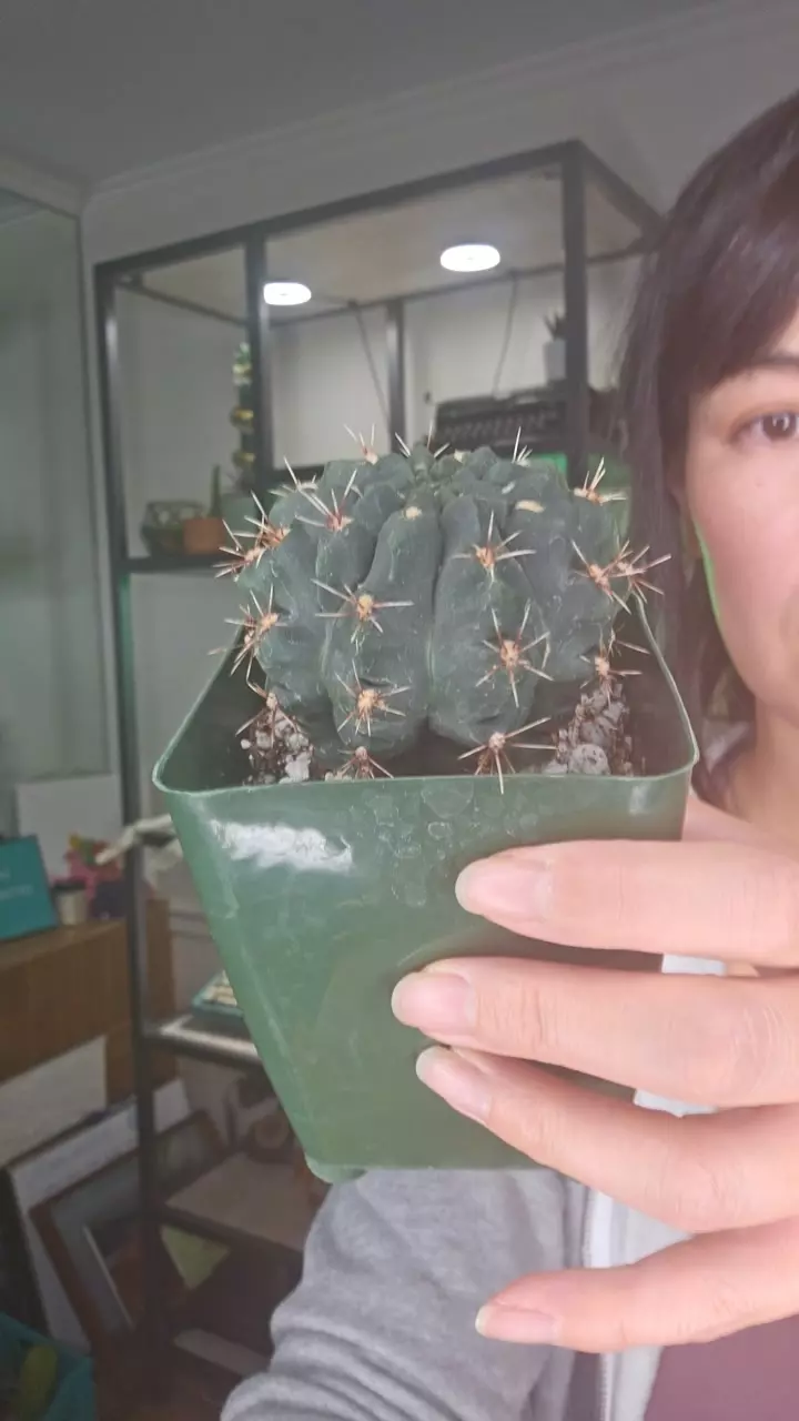 plant/gymno baldianum-0