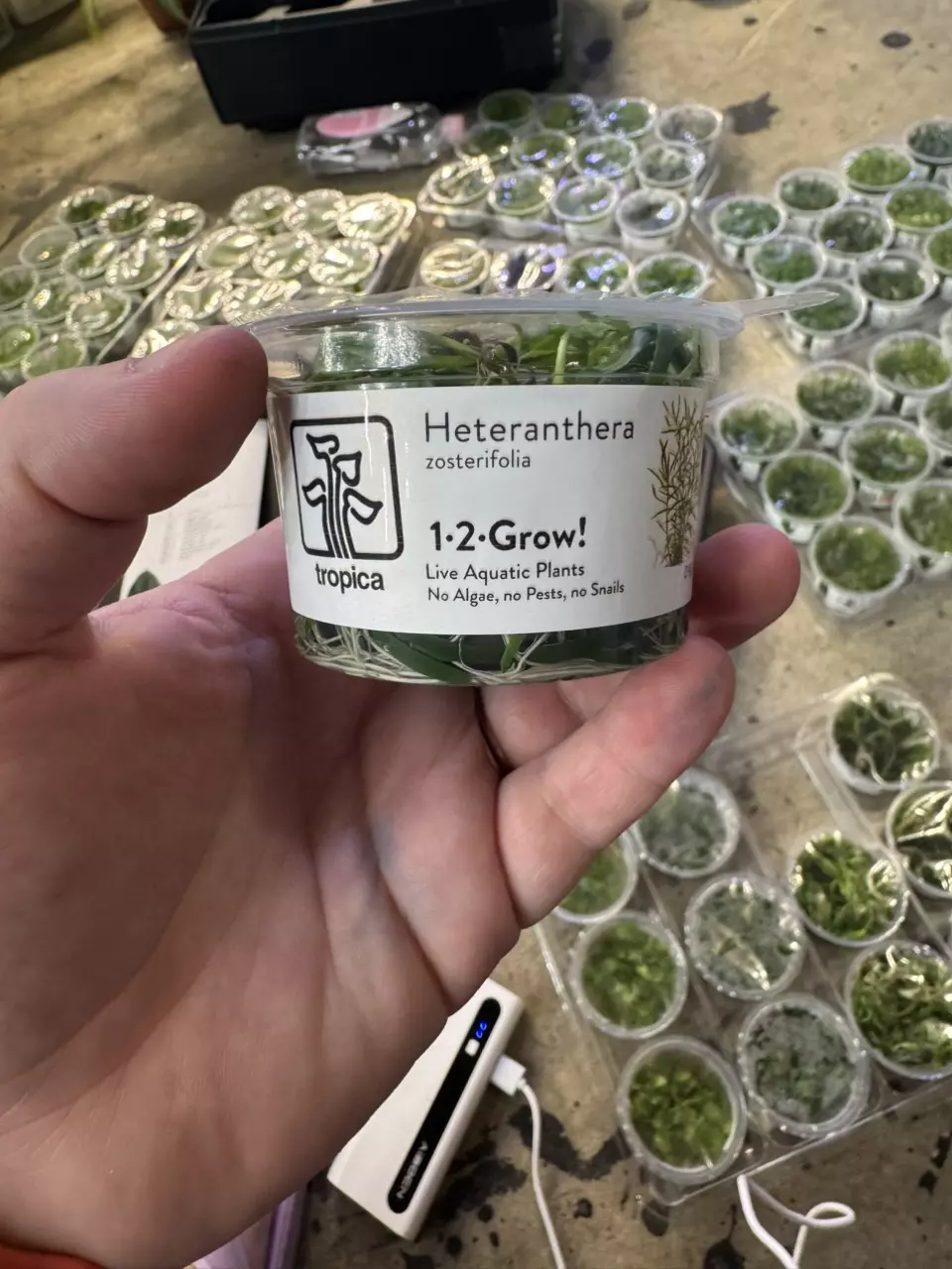 plant/heteranthera tc-0