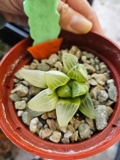 plant/variegated haworthia-0-thumbnail