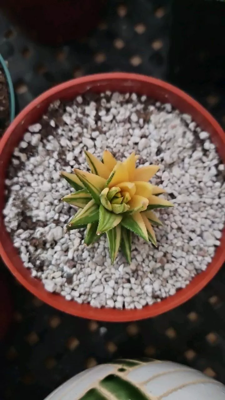 plant/variegated haworthia-0