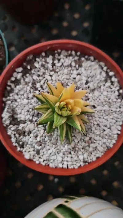 plant/variegated haworthia-0-thumbnail