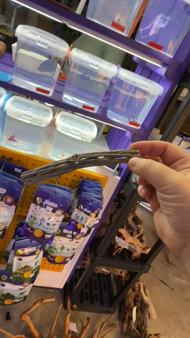 plant/6” cholla wood-0