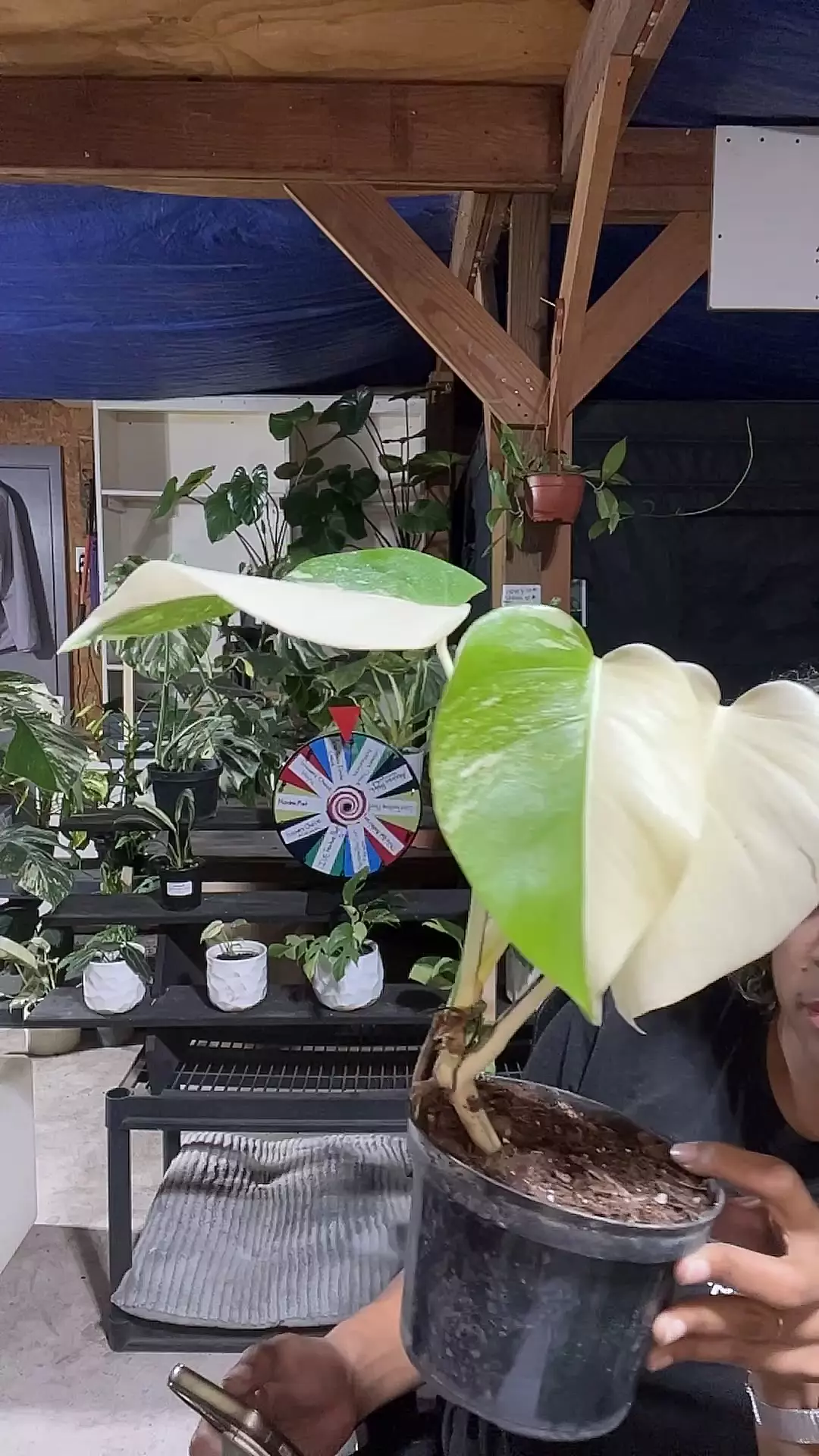 plant/monstera albo-0