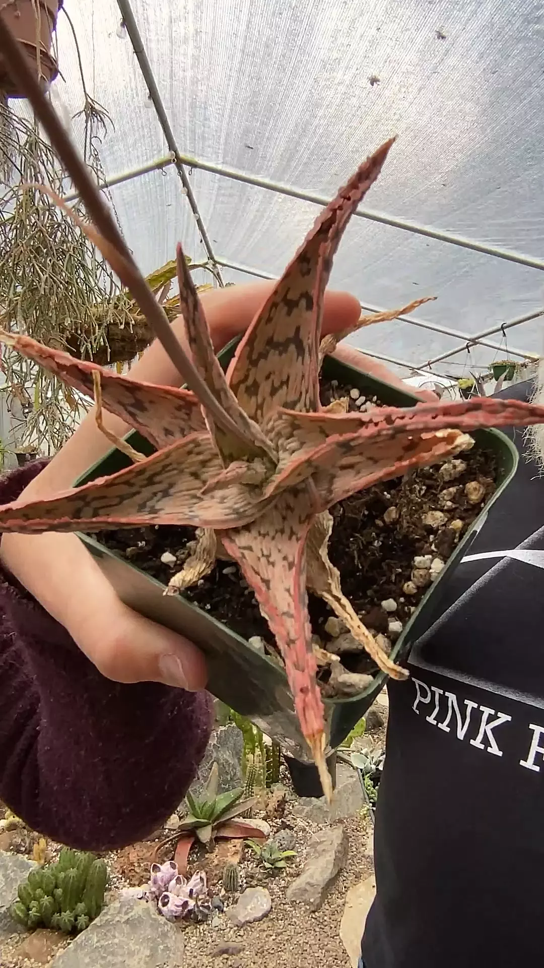 plant/Pink Blush 4”-0