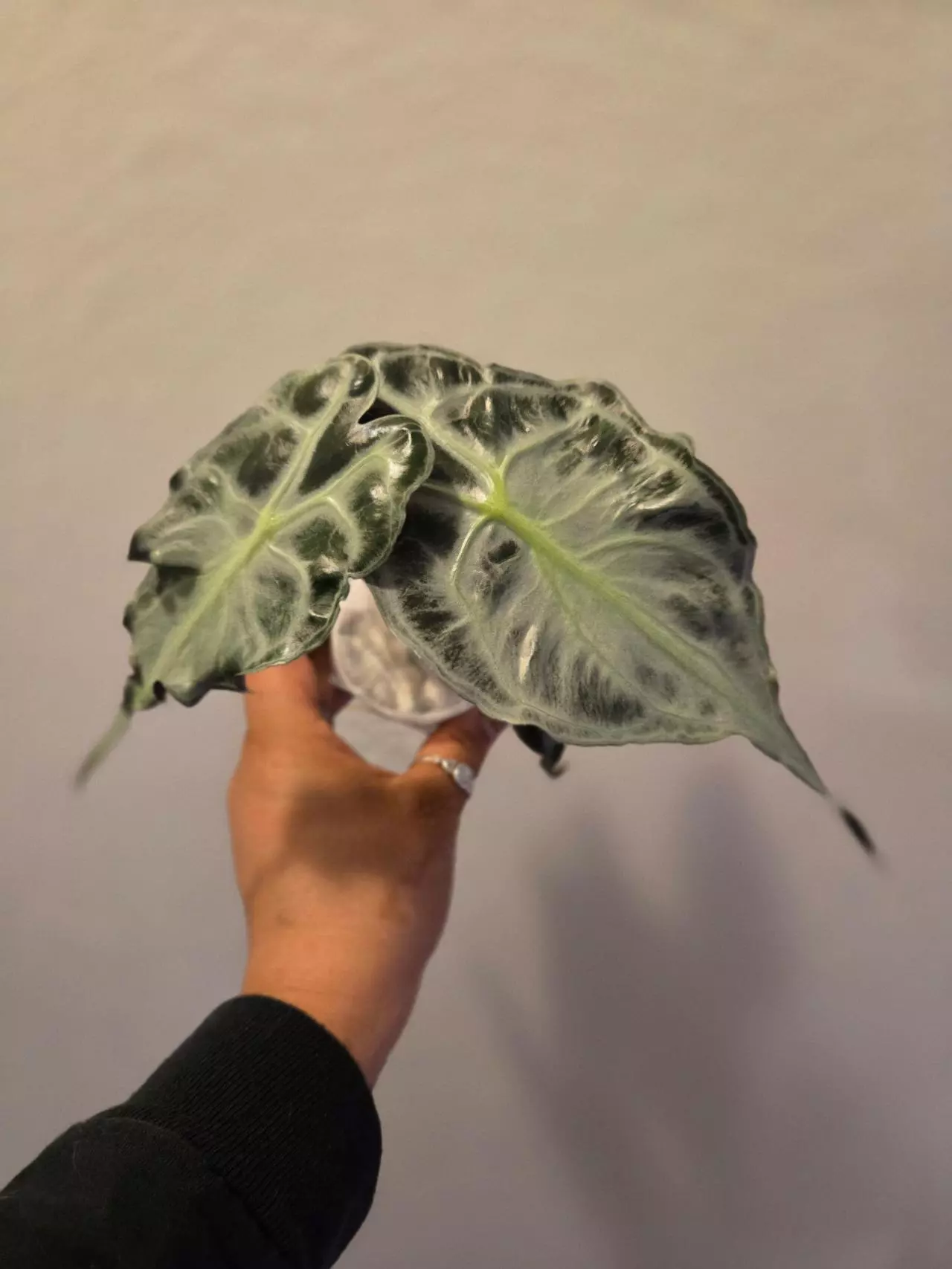 plant/alocasia venom corm-0