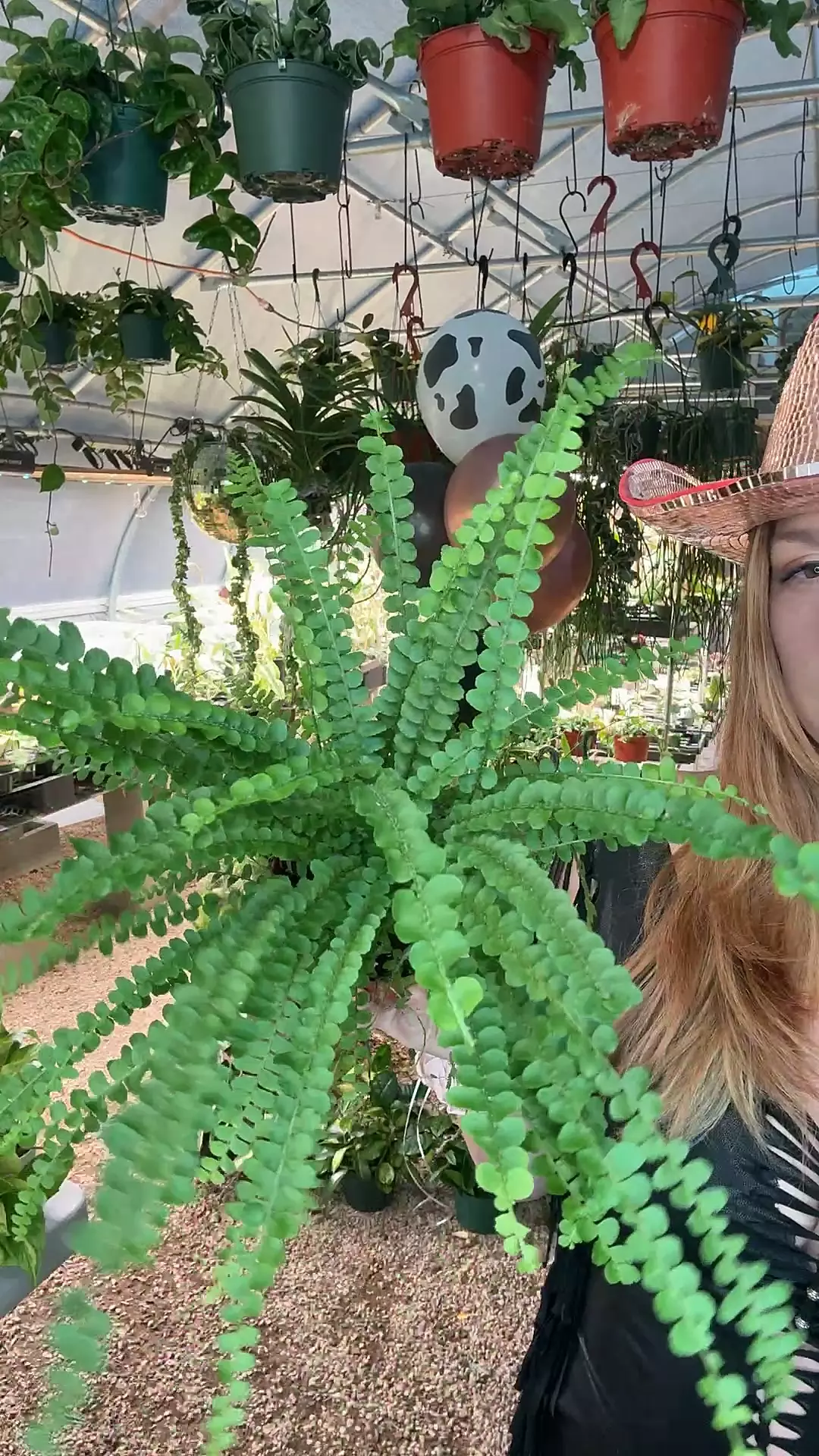plant/4” Button Fern (lovers choice)-0