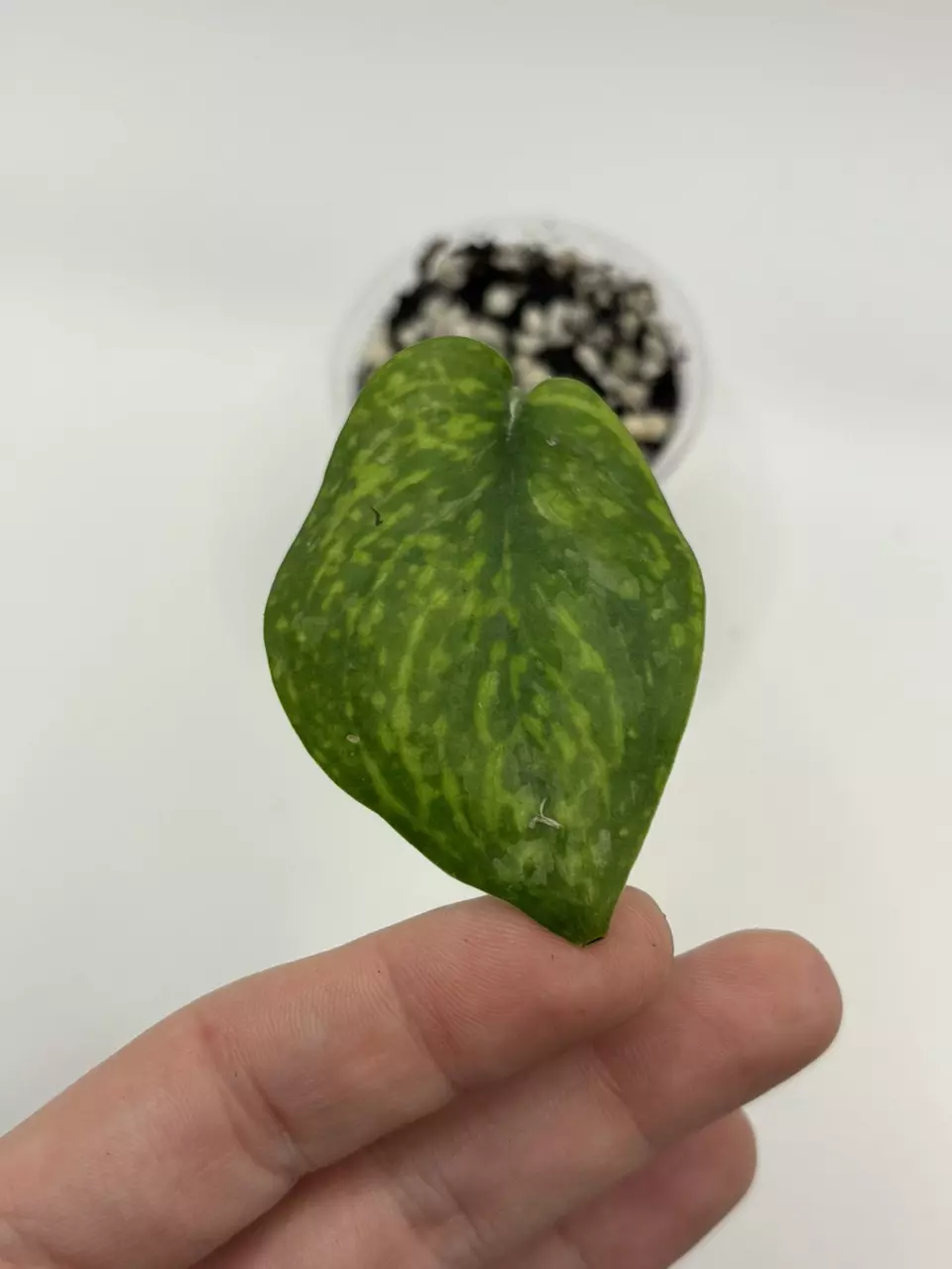 plant/349 Scindapsus Leopard-0