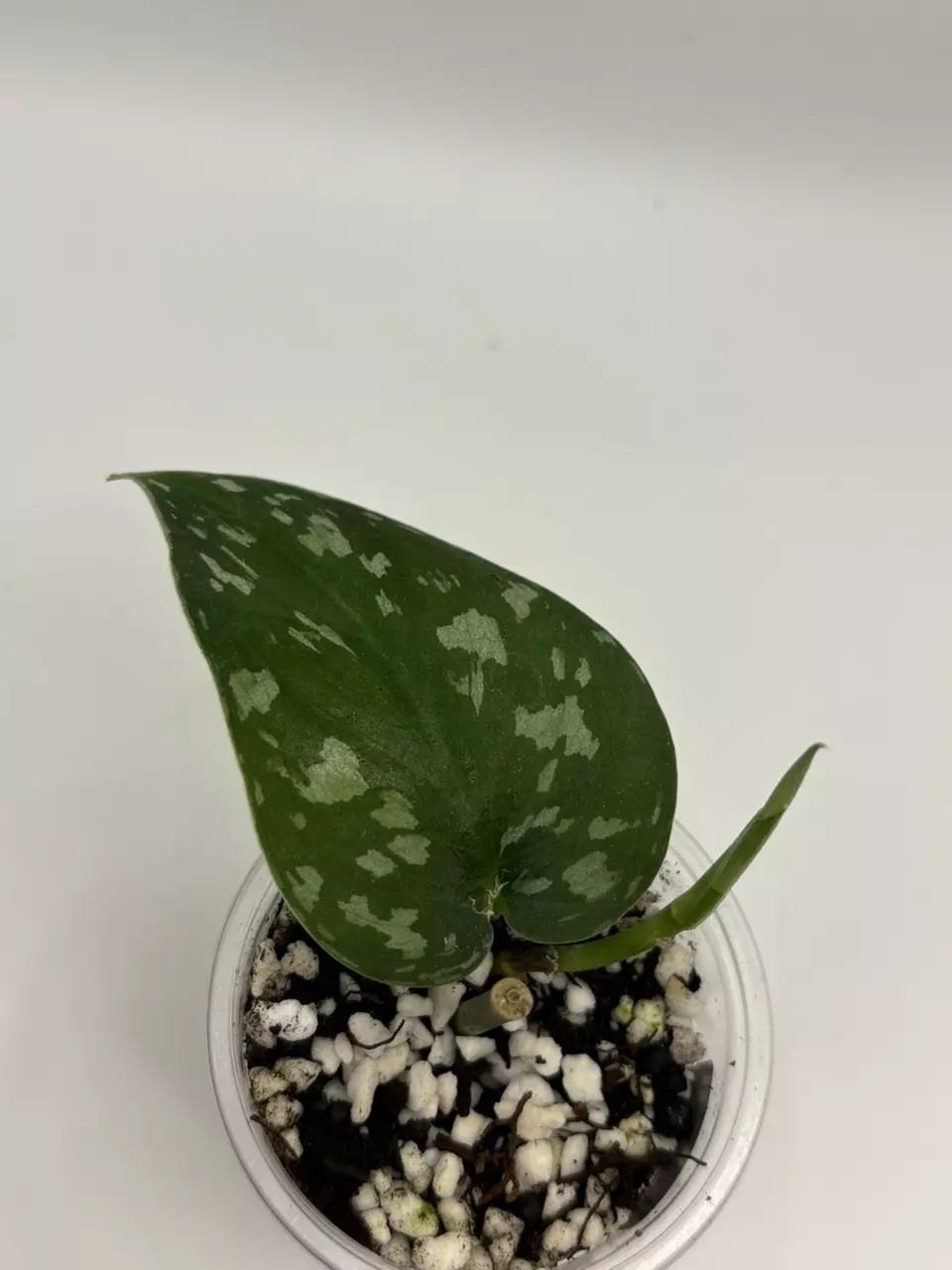 plant/93 Scindapsus Apolaki-0