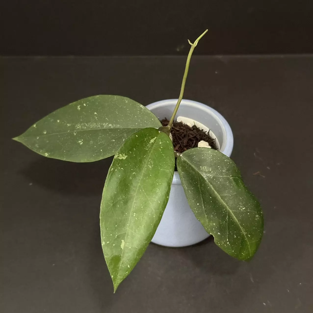 plant/1620 Hoya GEH2403-2 (RHM2201 x 'Chicken Farm')-0