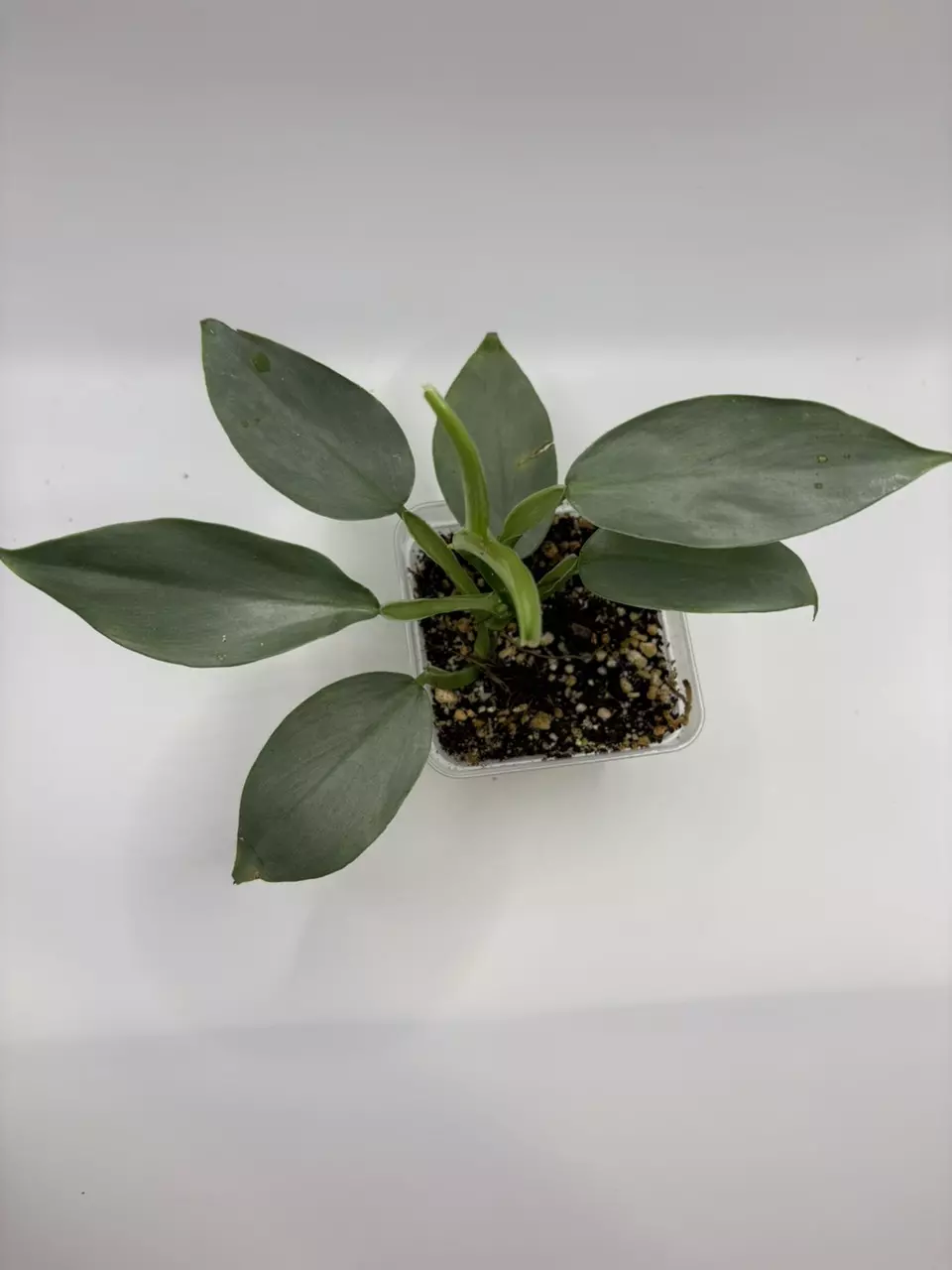 plant/89 Philodendron Silver Sword-0