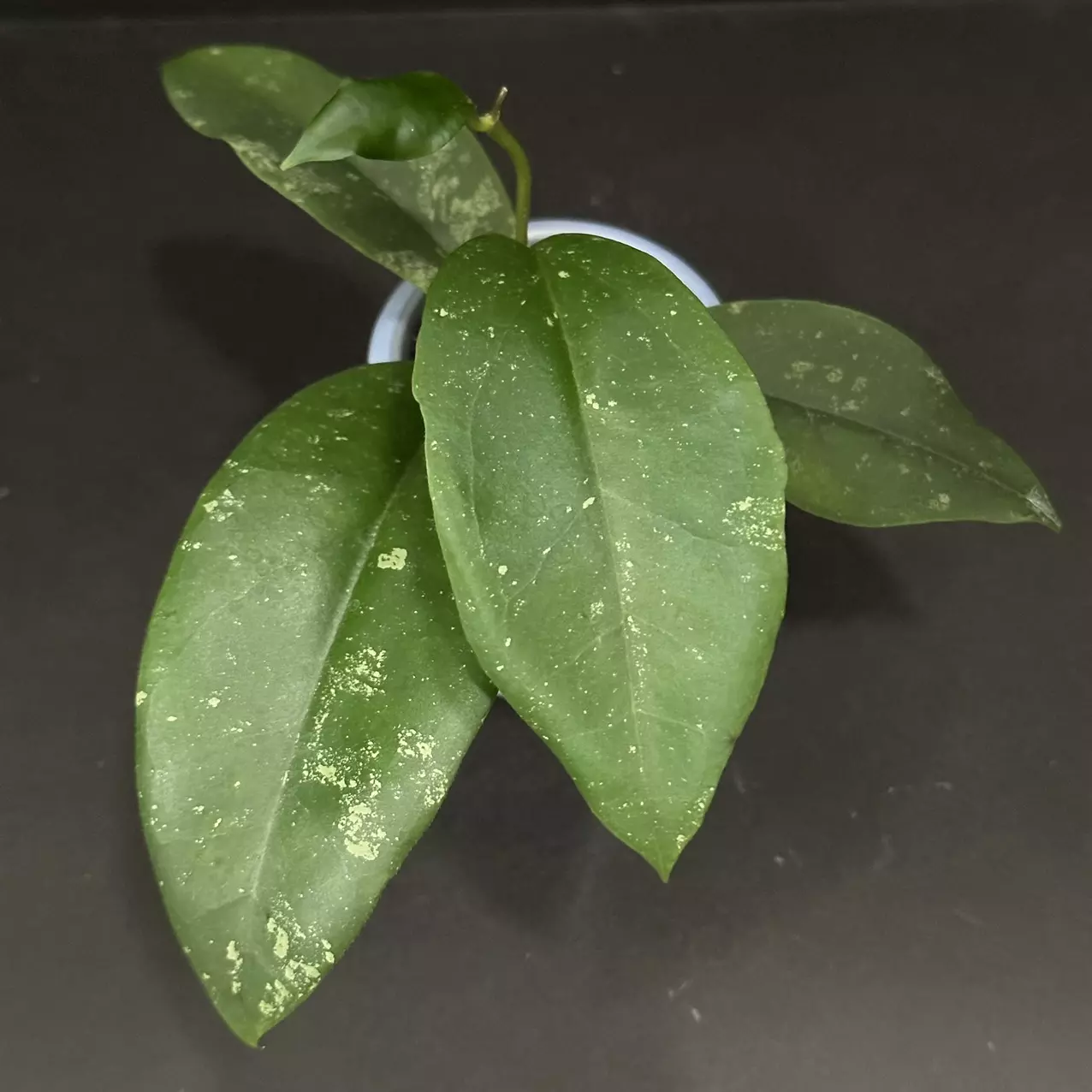 plant/1706 Hoya GEH2403-3 (RHM2201 x 'Chicken Farm')-0