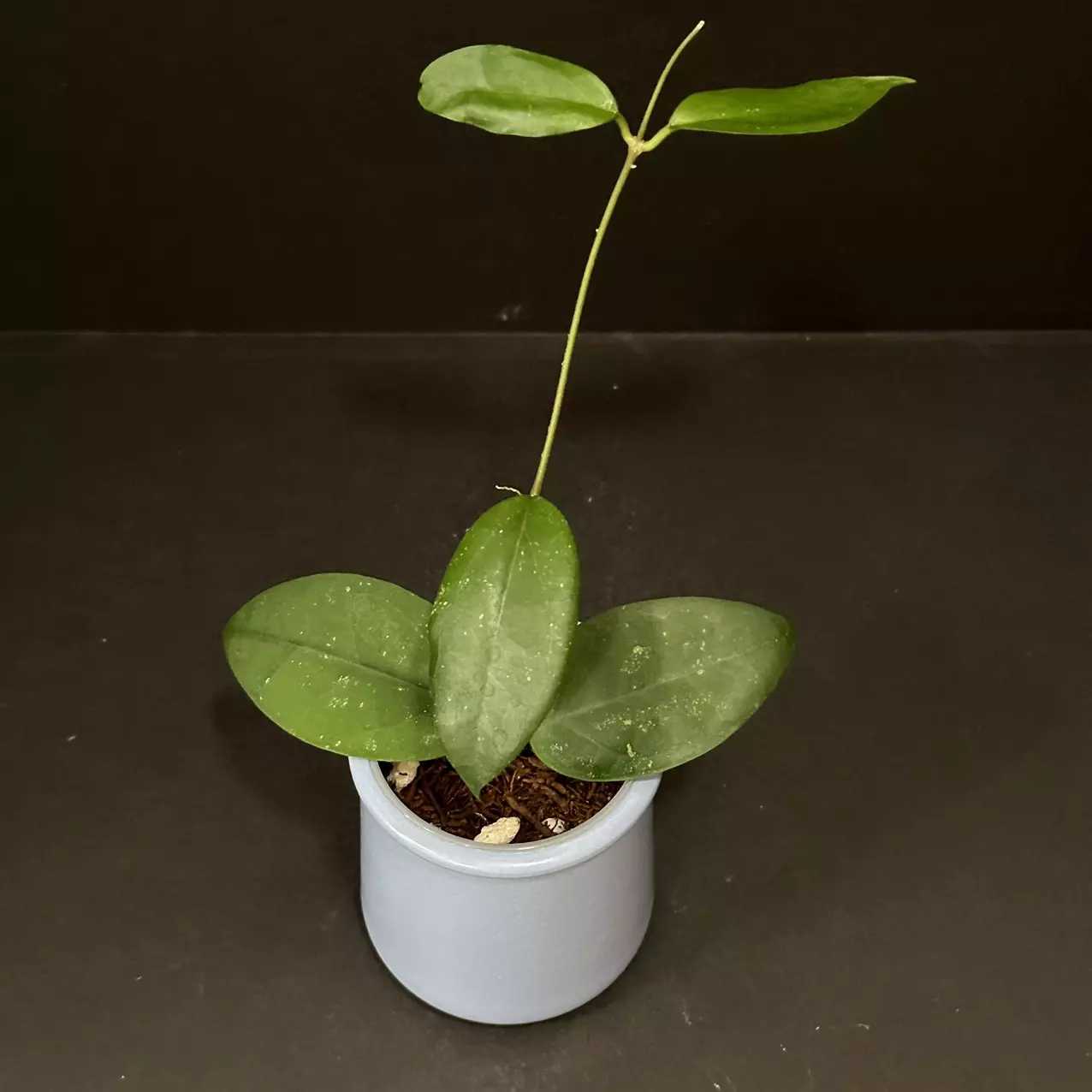 plant/1707 Hoya GEH2403-3 (RHM2201 x 'Chicken Farm')-0