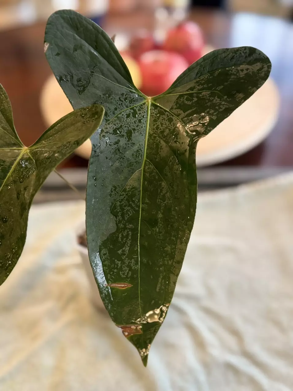 plant/Papi x pinkleyi!-0