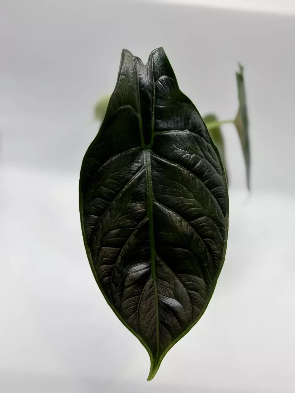 plant/355 Alocasia Green Unicorn-0