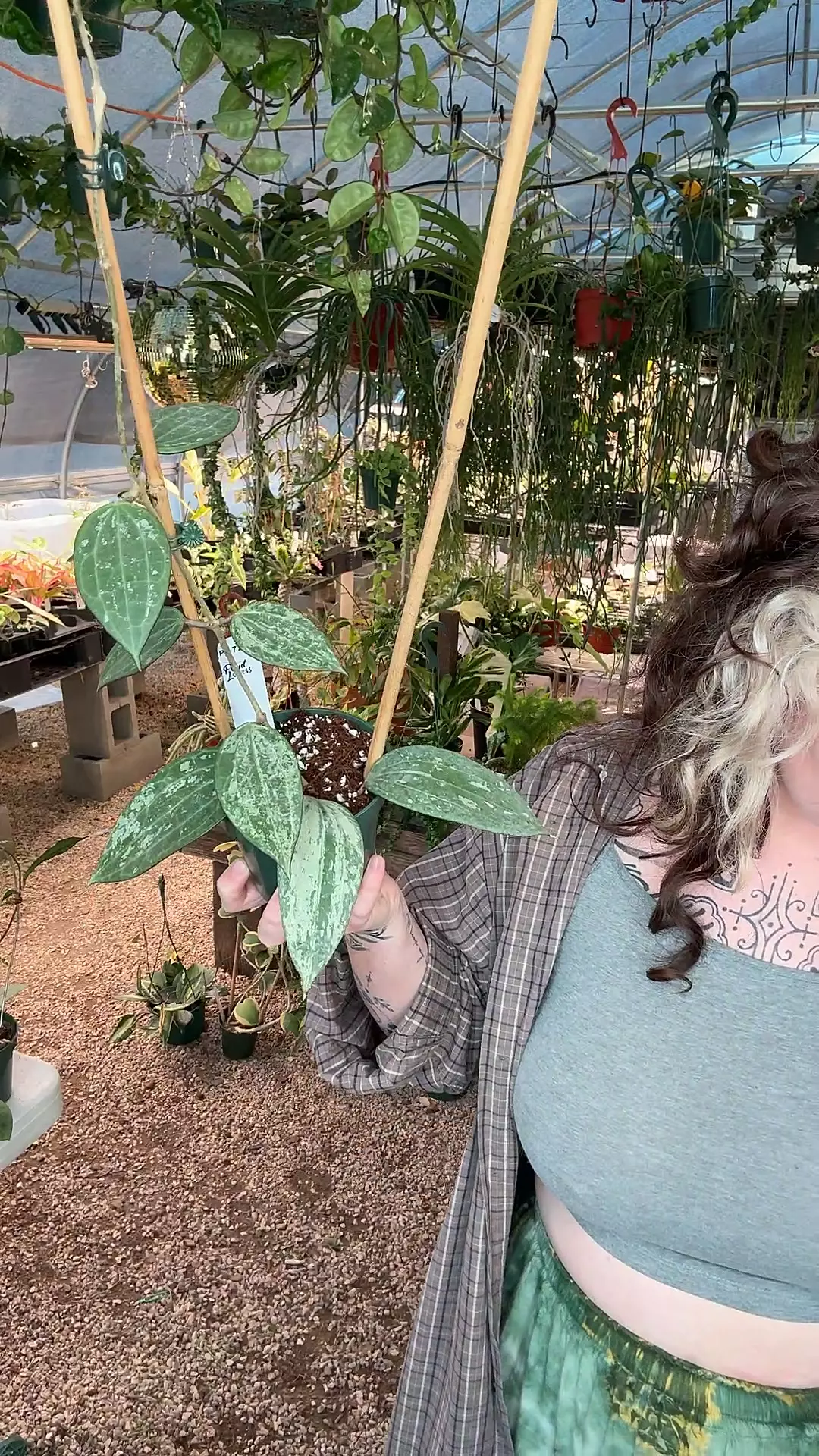 plant/PL724: Latifolia Silver Indo trellis-0