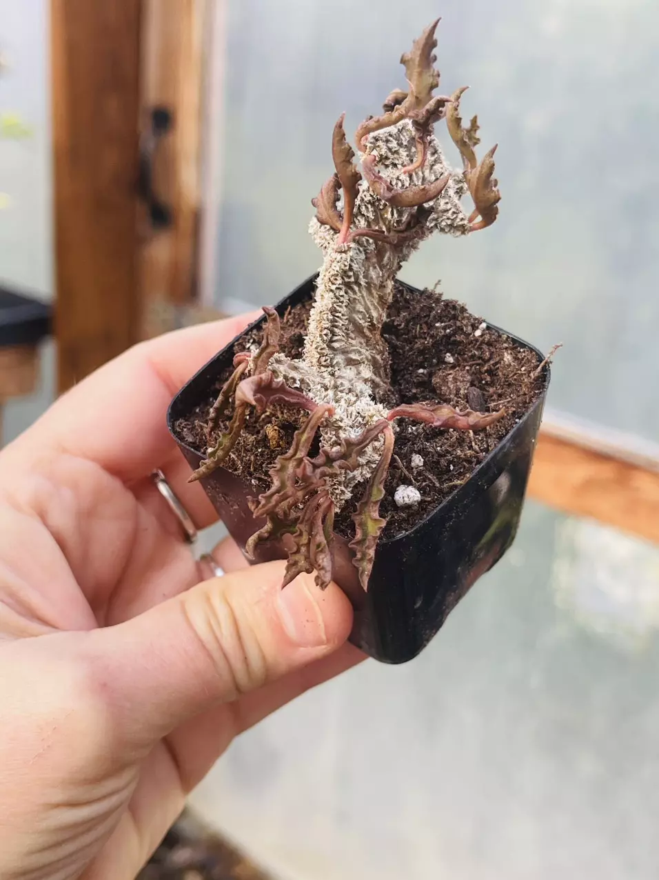 plant/Crested Euphorbia Decaryii Rooted Cutting-1