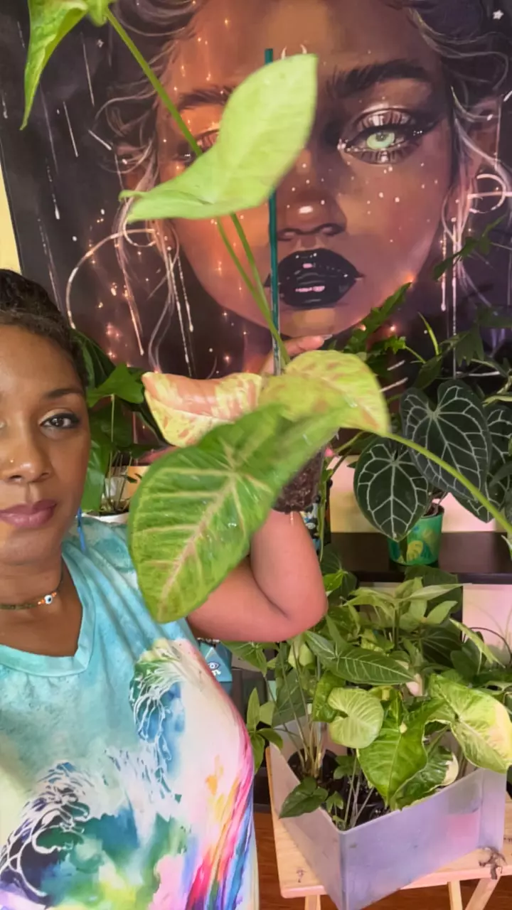 plant/Syngonium Confettii-0