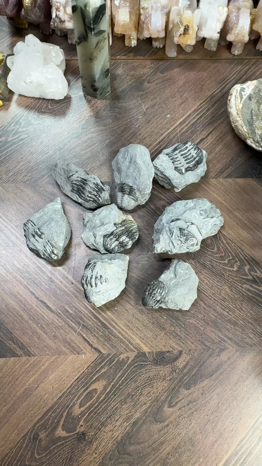 plant/1pc Trilobite Fossils-0