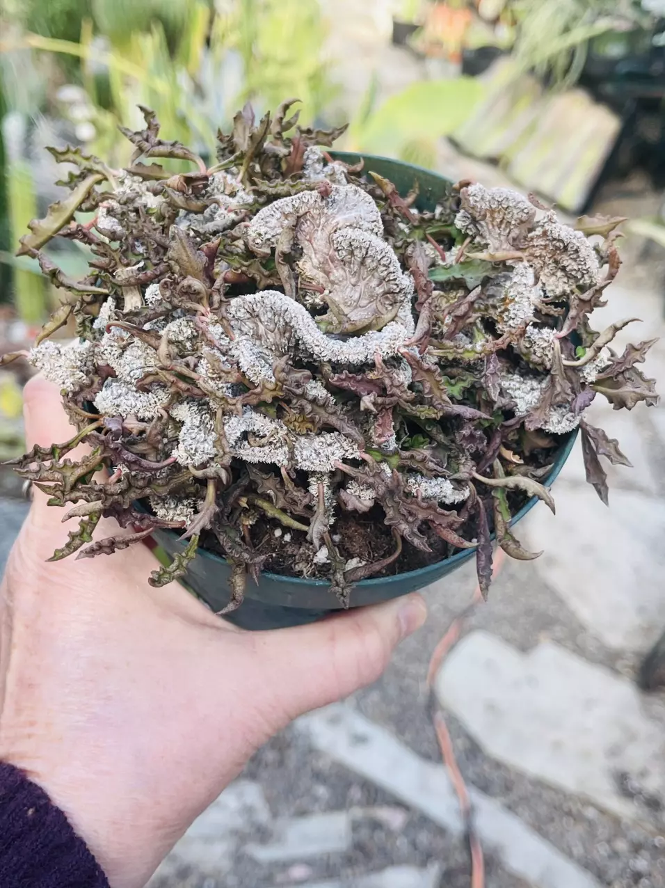 plant/Crested Euphorbia Decaryii Rooted Cutting-2