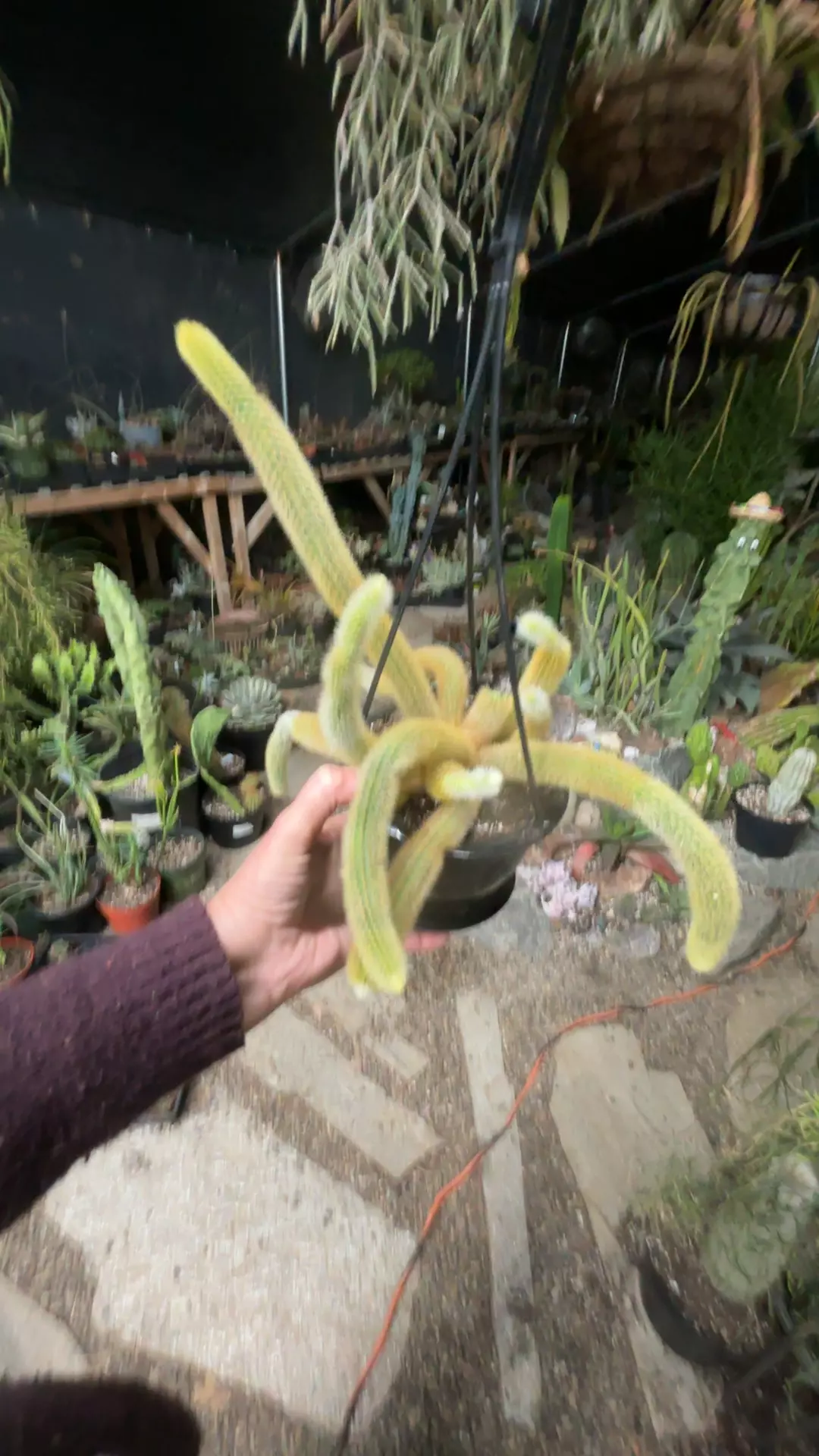 plant/Golden Rat Tail 4.5”-0