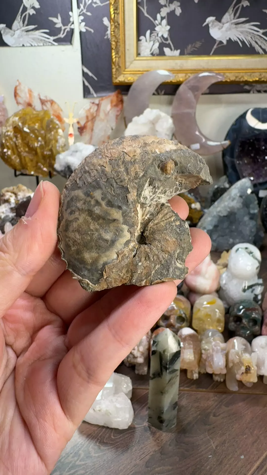 plant/Ammonite Fossil-0