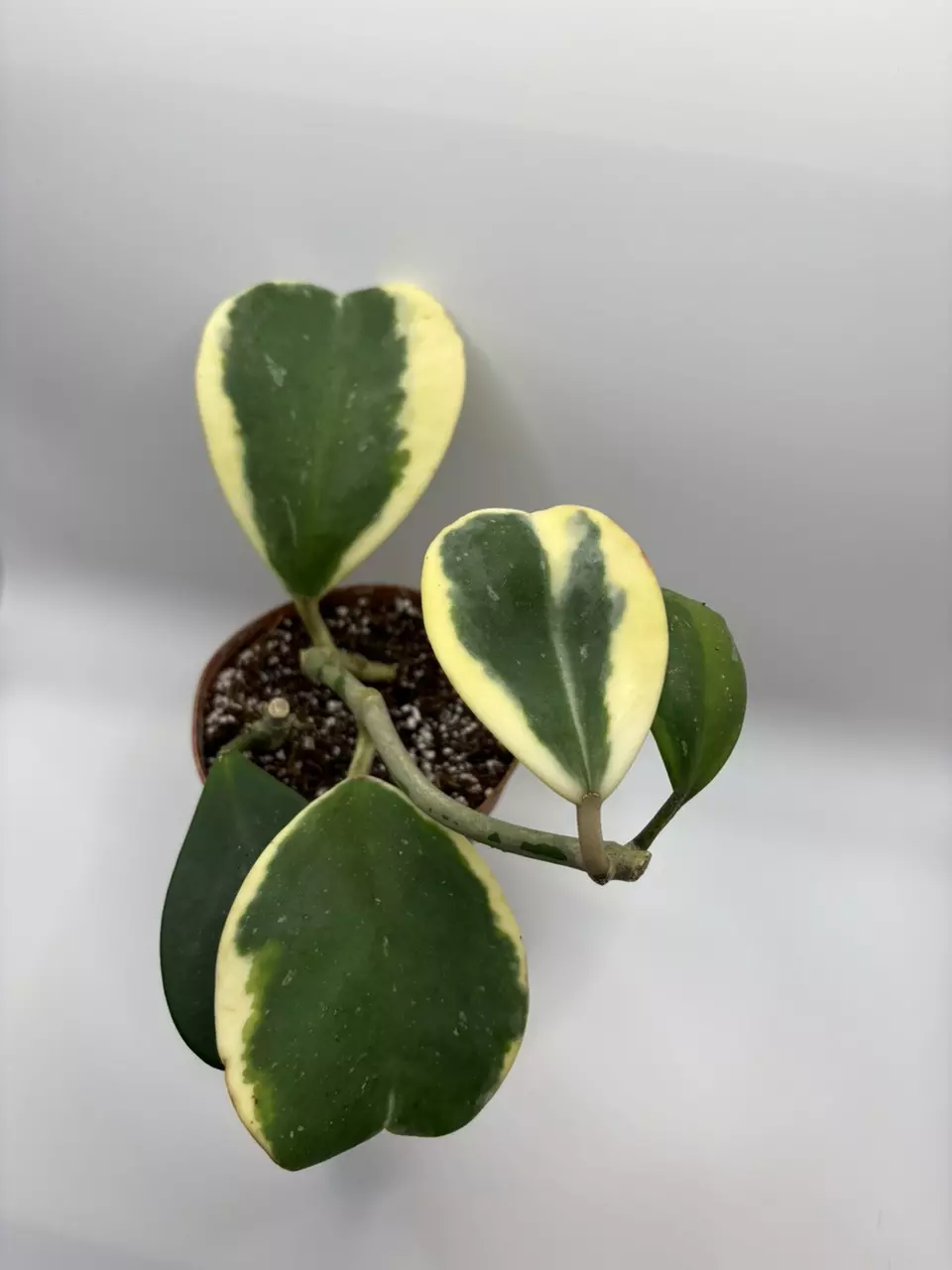 plant/Kerri Outer Variegated-0
