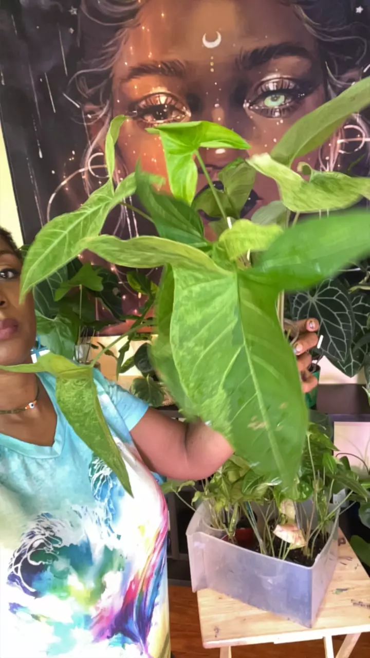 plant/Bushy Var Batik-0