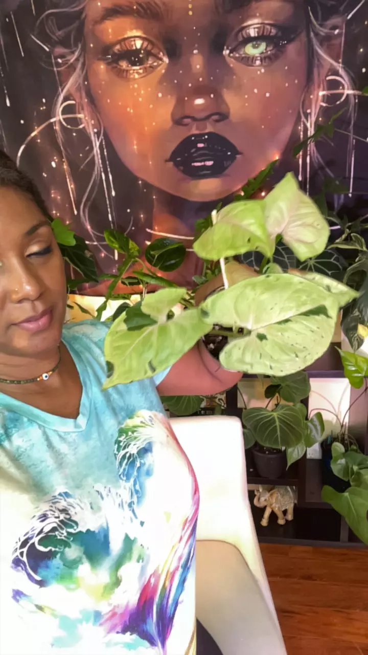 plant/Syngonium Green Spot-0