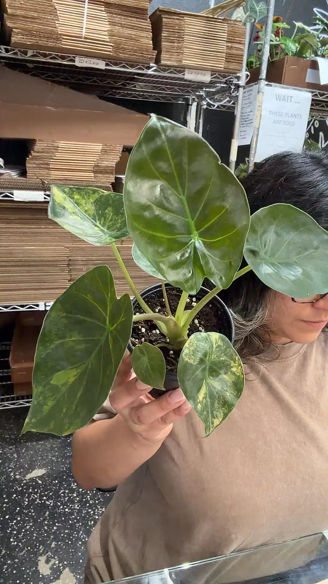 plant/Alocasia Wentii Aurea-0