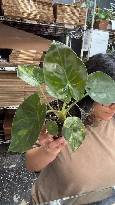 plant/Alocasia Wentii Aurea-0-thumbnail